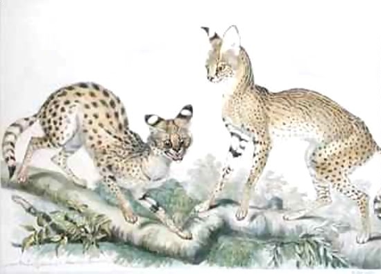 1867. Serval Cat