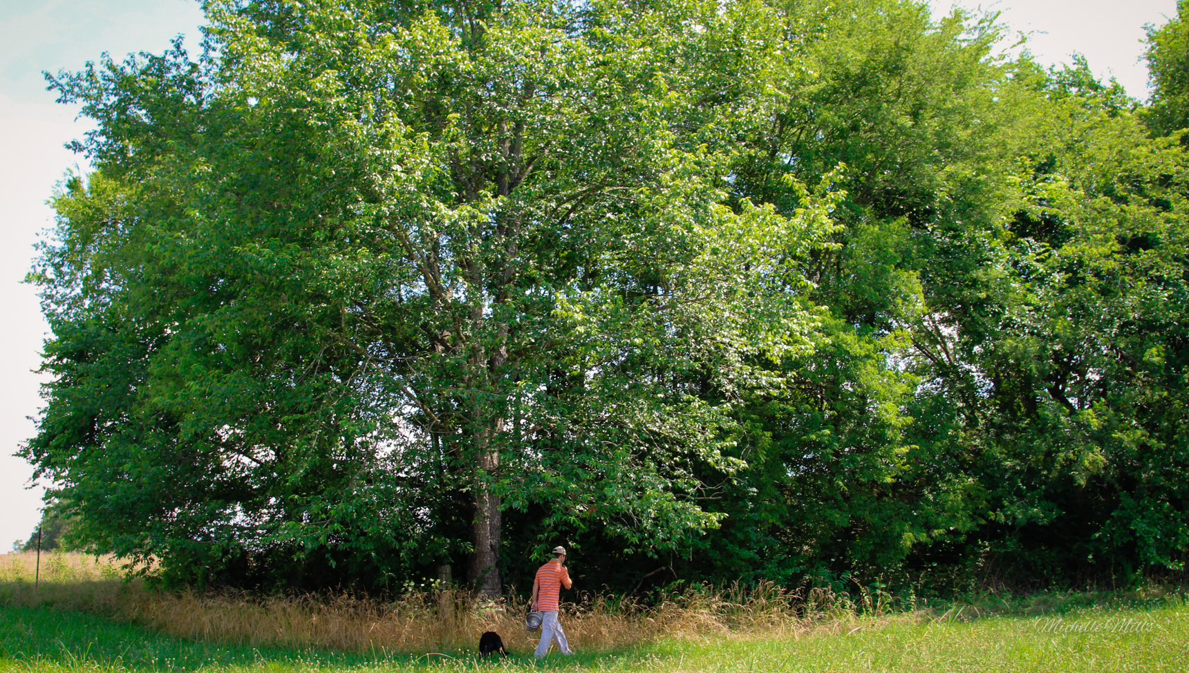 Picking blackberries in back pasture.