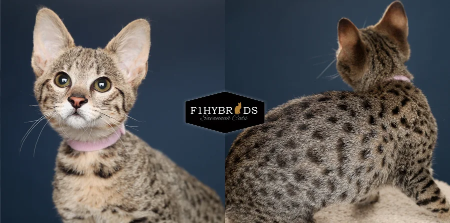 Savannah Kittens For Sale