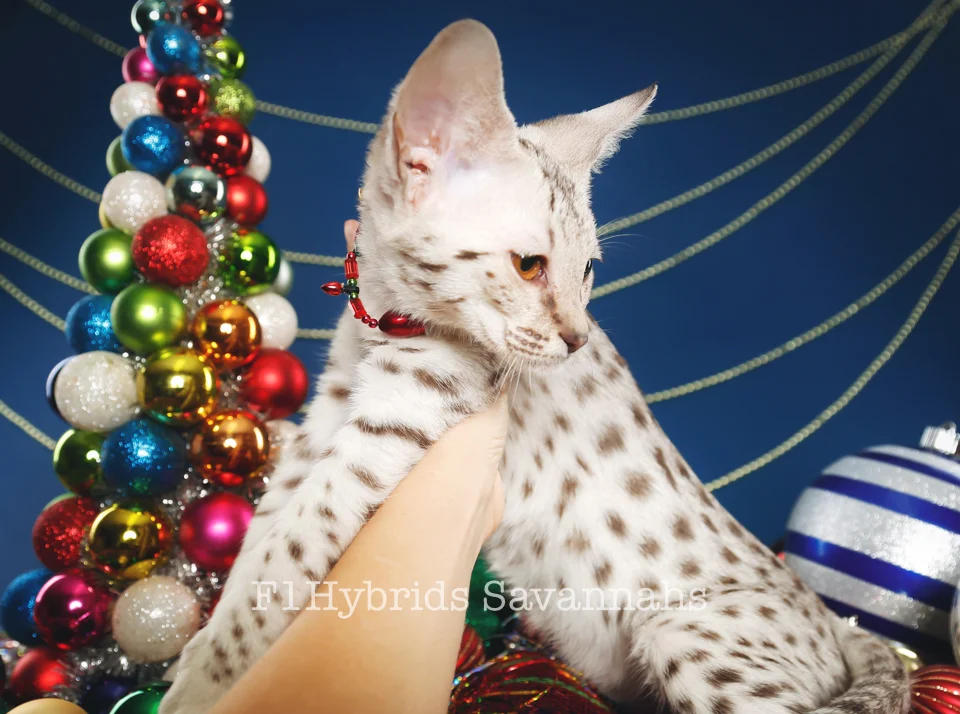 Serious - F2 Savannah Kitten