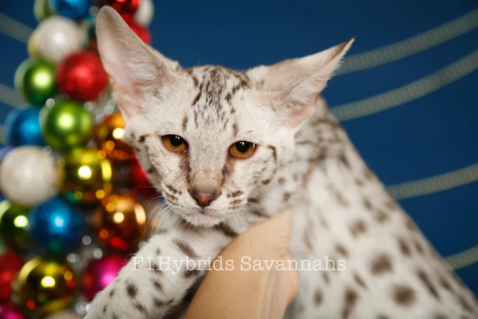 F1HybridsSavannahs-December 02, 2016-30.jpg