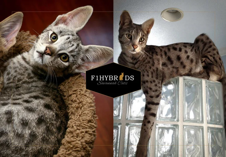 Terrific F2 Savannah Cat Diet Photos
