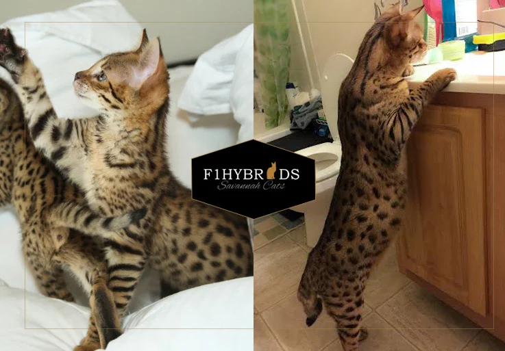 Goliath - F2 Savannah Cat