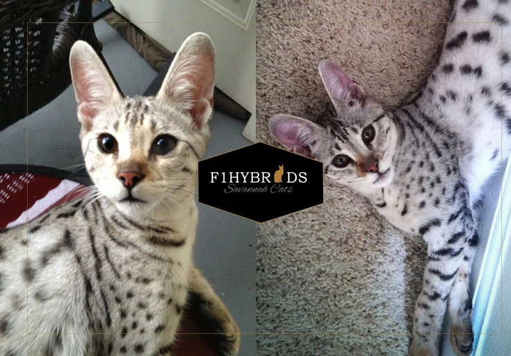 John Snow - F2 Savannah Cat