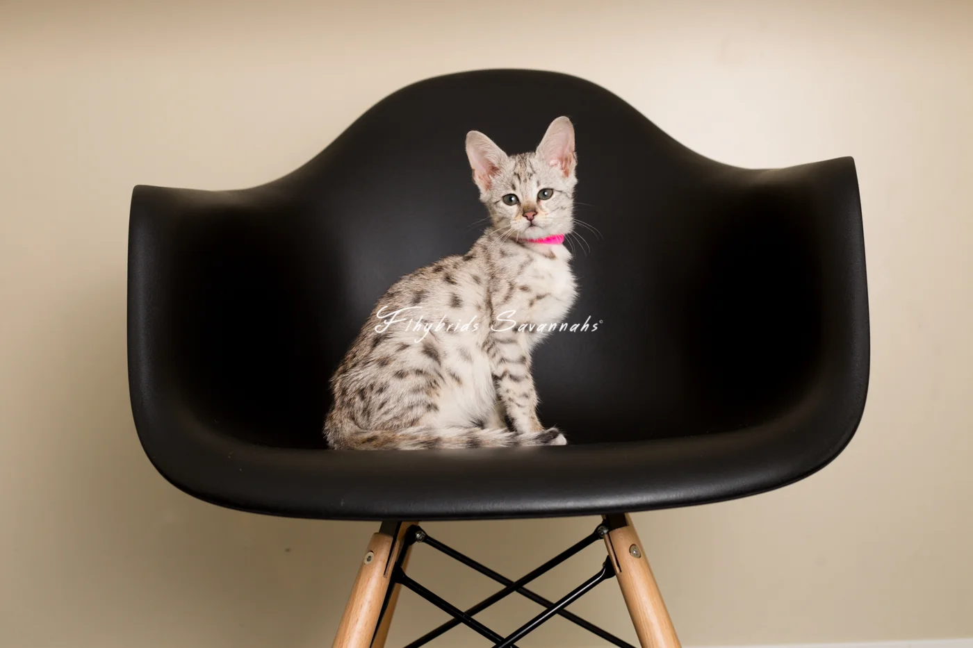 Elsa - F2 Savannah Kitten