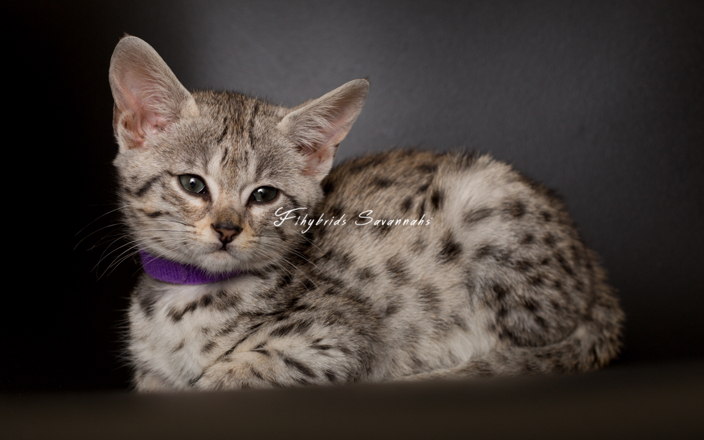 F2SavannahKittens(Snowball).April 16, 2017.31.jpg