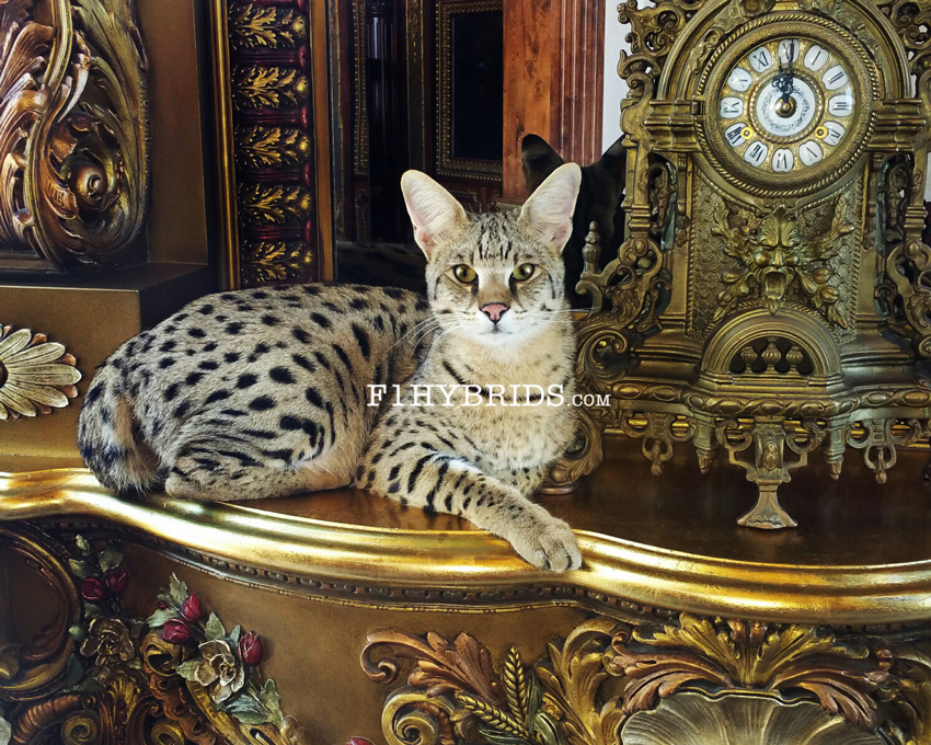 best toys for savannah cats