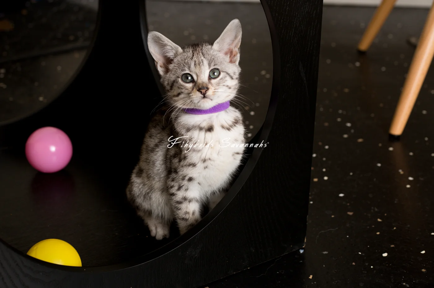 Anna - F2 Savannah Kitten