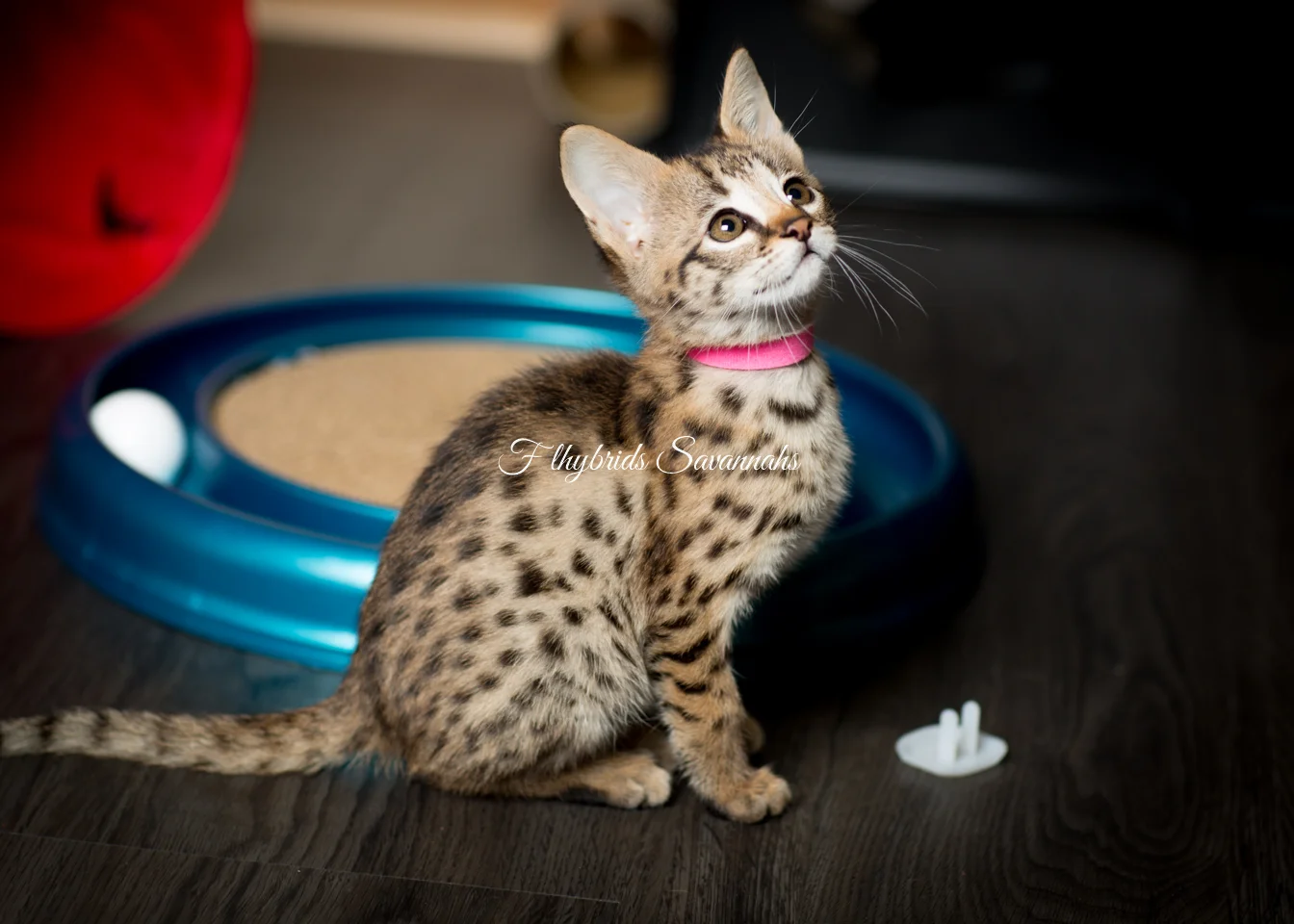 Marigold - F2 Savannah Kitten