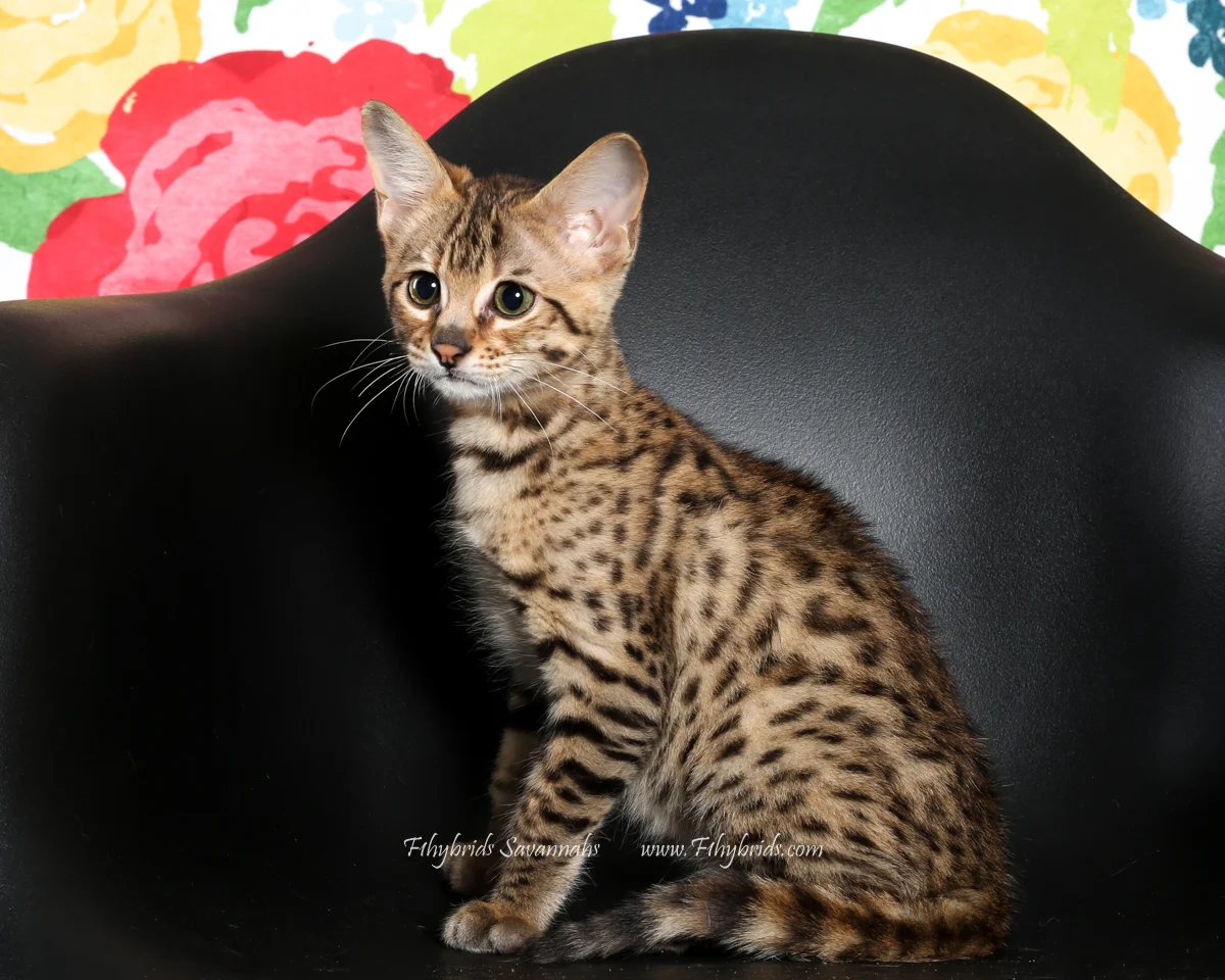 f1hybridssavannahs-F6-27.jpg