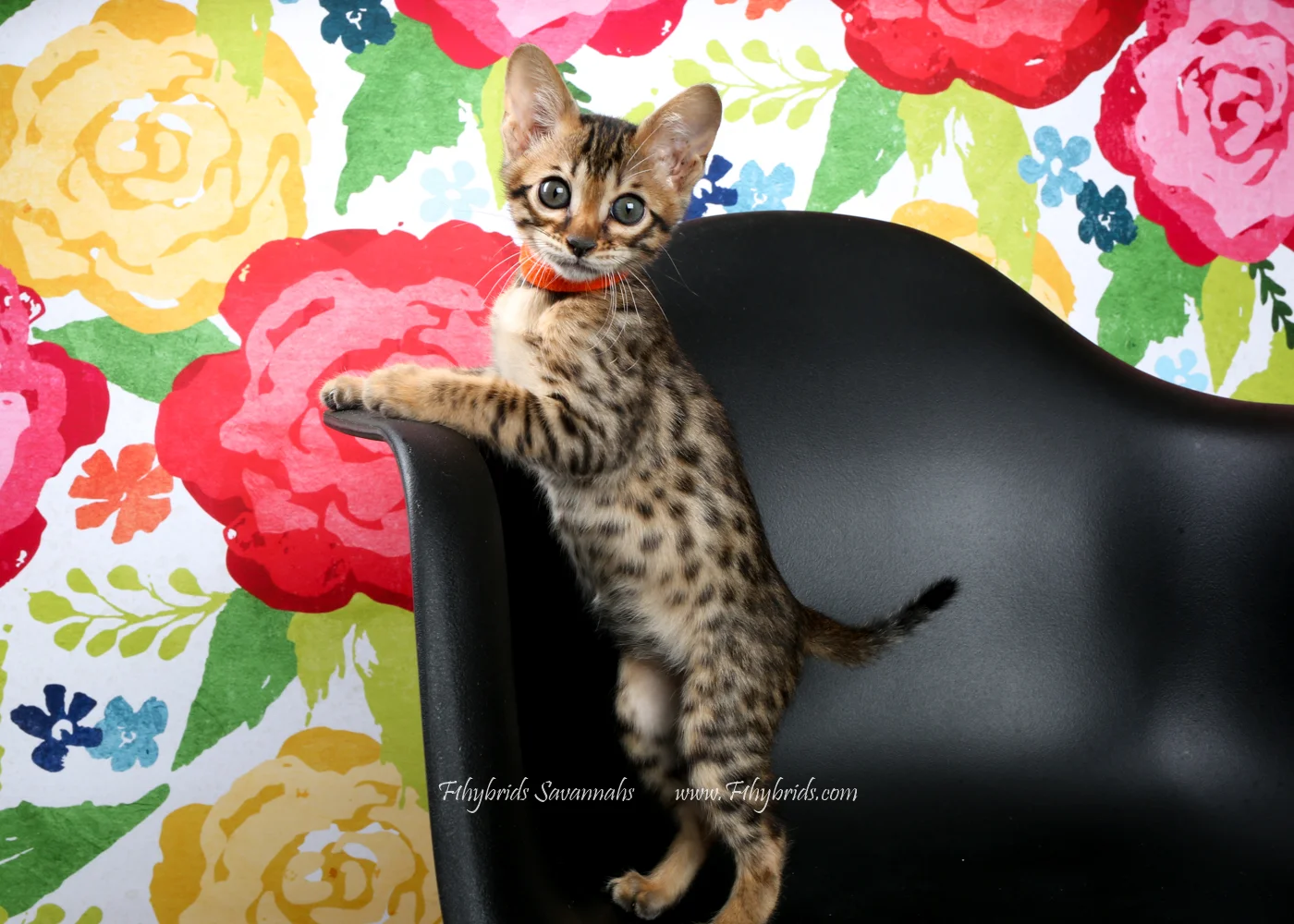 Misty - F6 Savannah Kitten