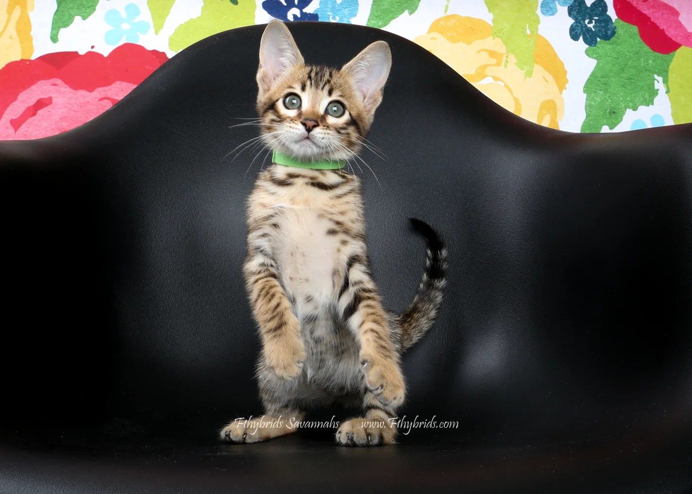 Maverick - F6 Savannah Kitten