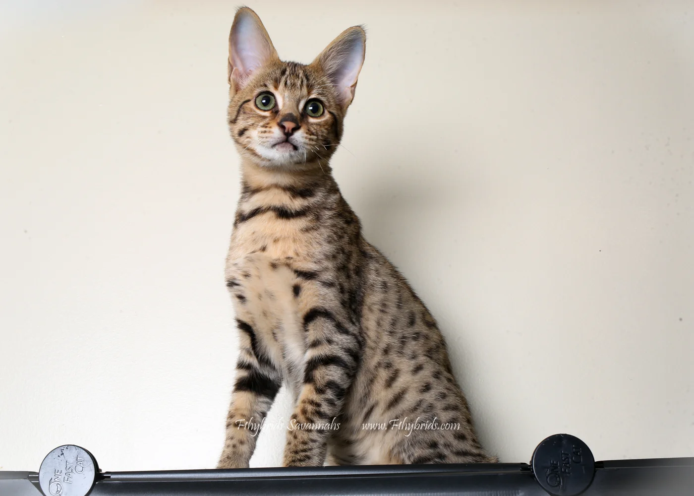 Rocky - F2 Savannah Kitten
