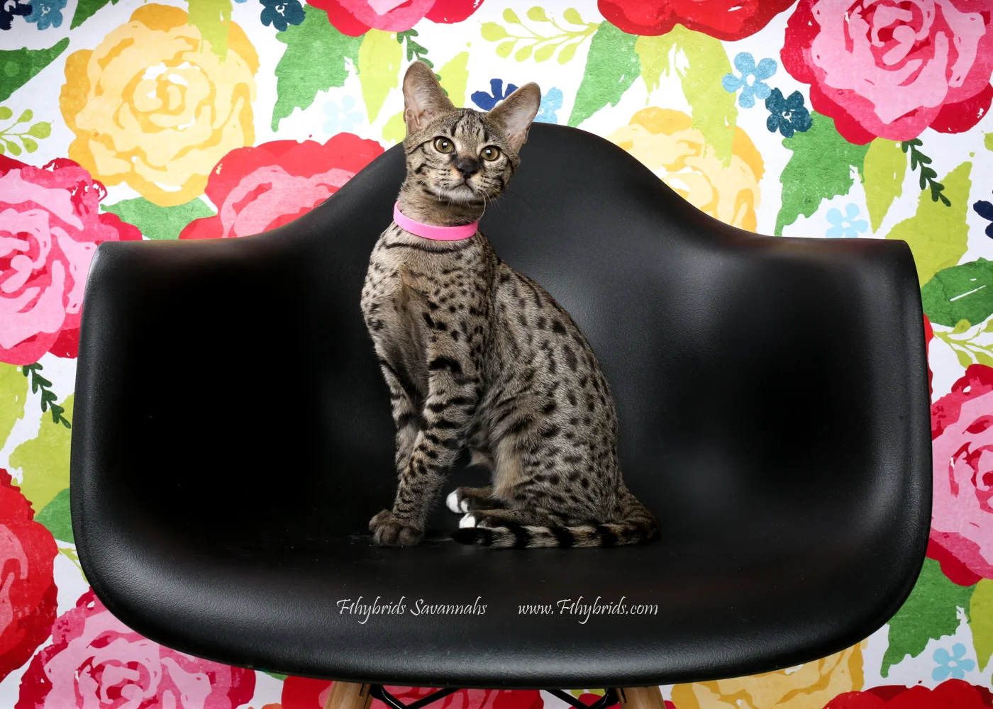 Mittens - F2 Savannah Kitten