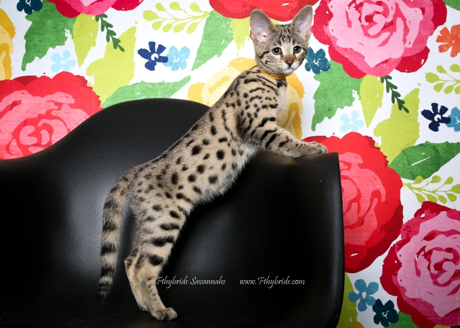 Yoyo - F2 Savannah Kitten