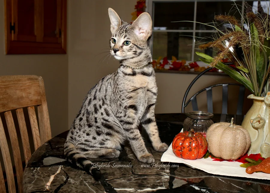 Hersey - F2 Savannah Kitten