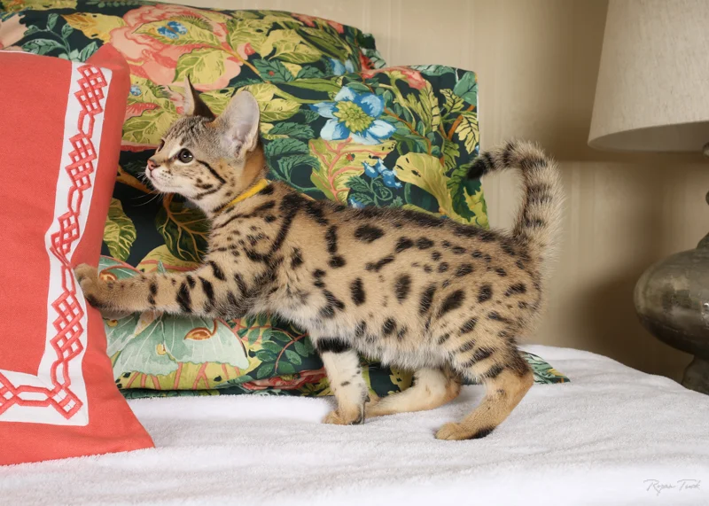 Atlas - F2 Savannah Kitten