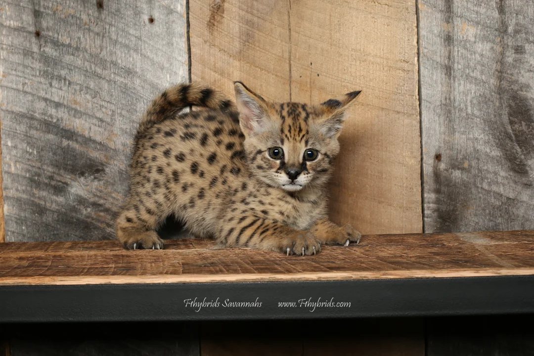 The Dude - F1 Savannah Cat
