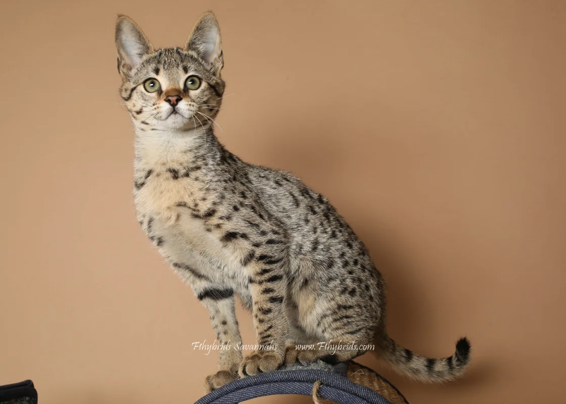 Alexa - F2 Savannah Kitten