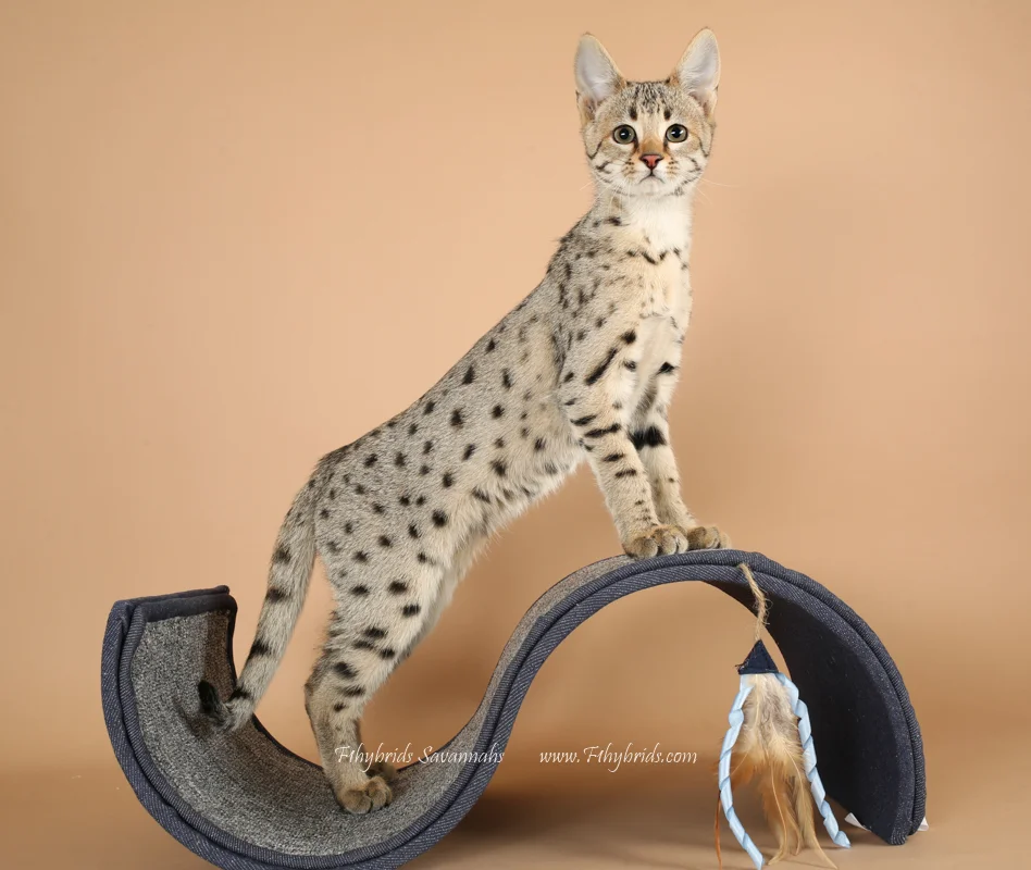 Alan - F2 Savannah Kitten