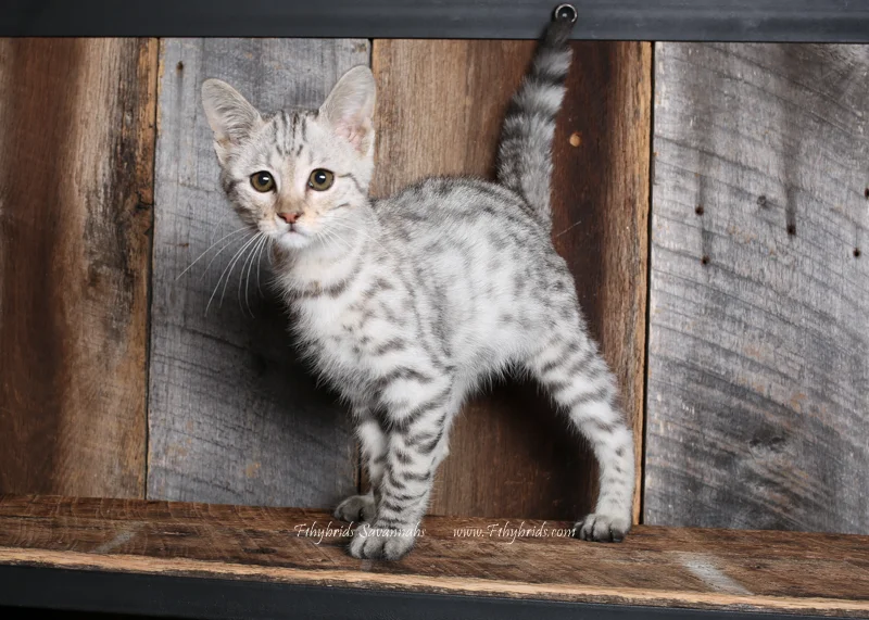 Josiah - F2 Savannah Kitten