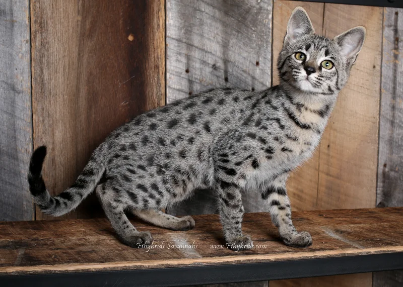 Yolanda - F2 Savannah Kitten