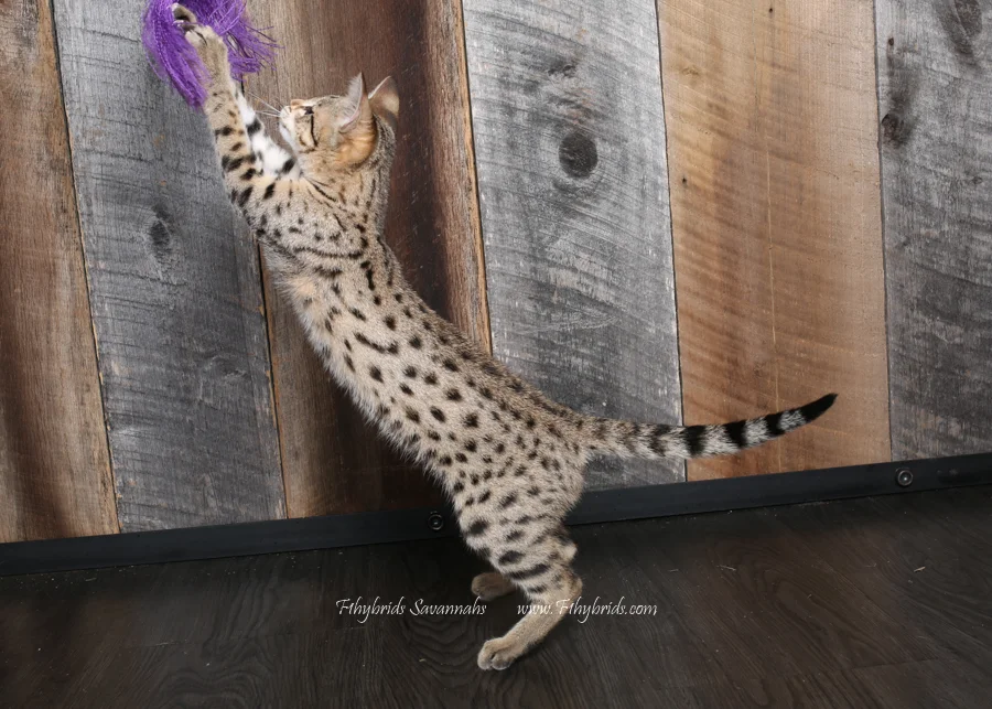 Heidi - F2 Savannah Kittten