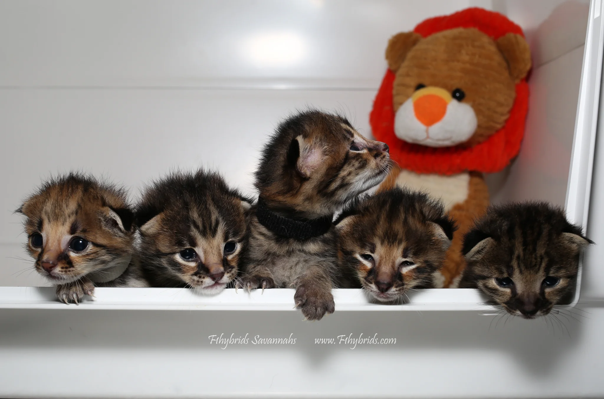 Lonesome Dove Litter - F2 Savannahs