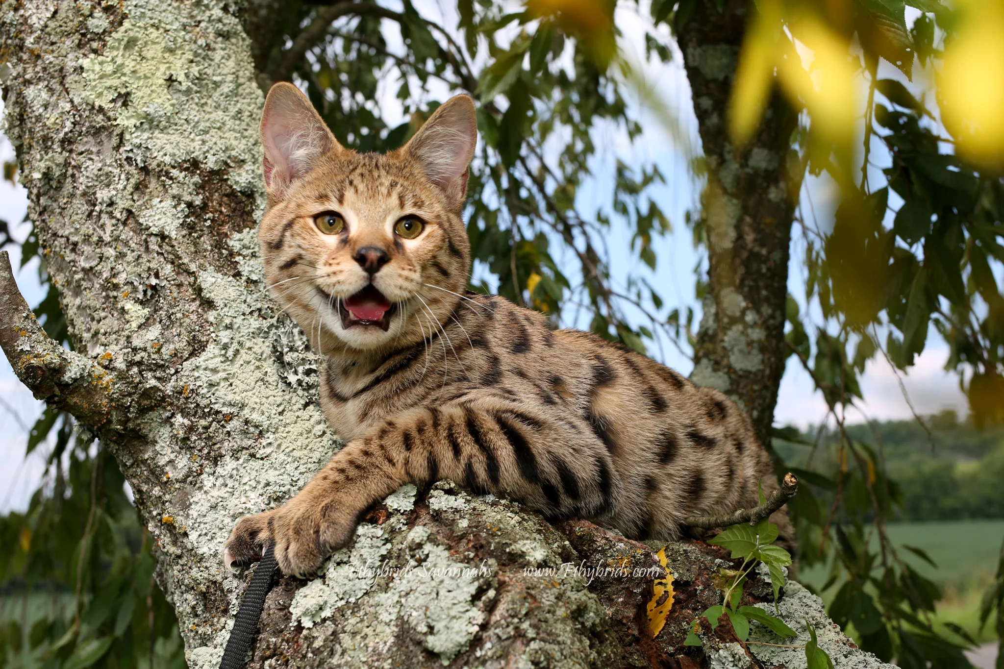 John - F2 Savannah Kitten