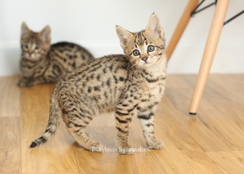 F1hybrids.F2.Savannah.Kittens.8.22.2018-16.jpg