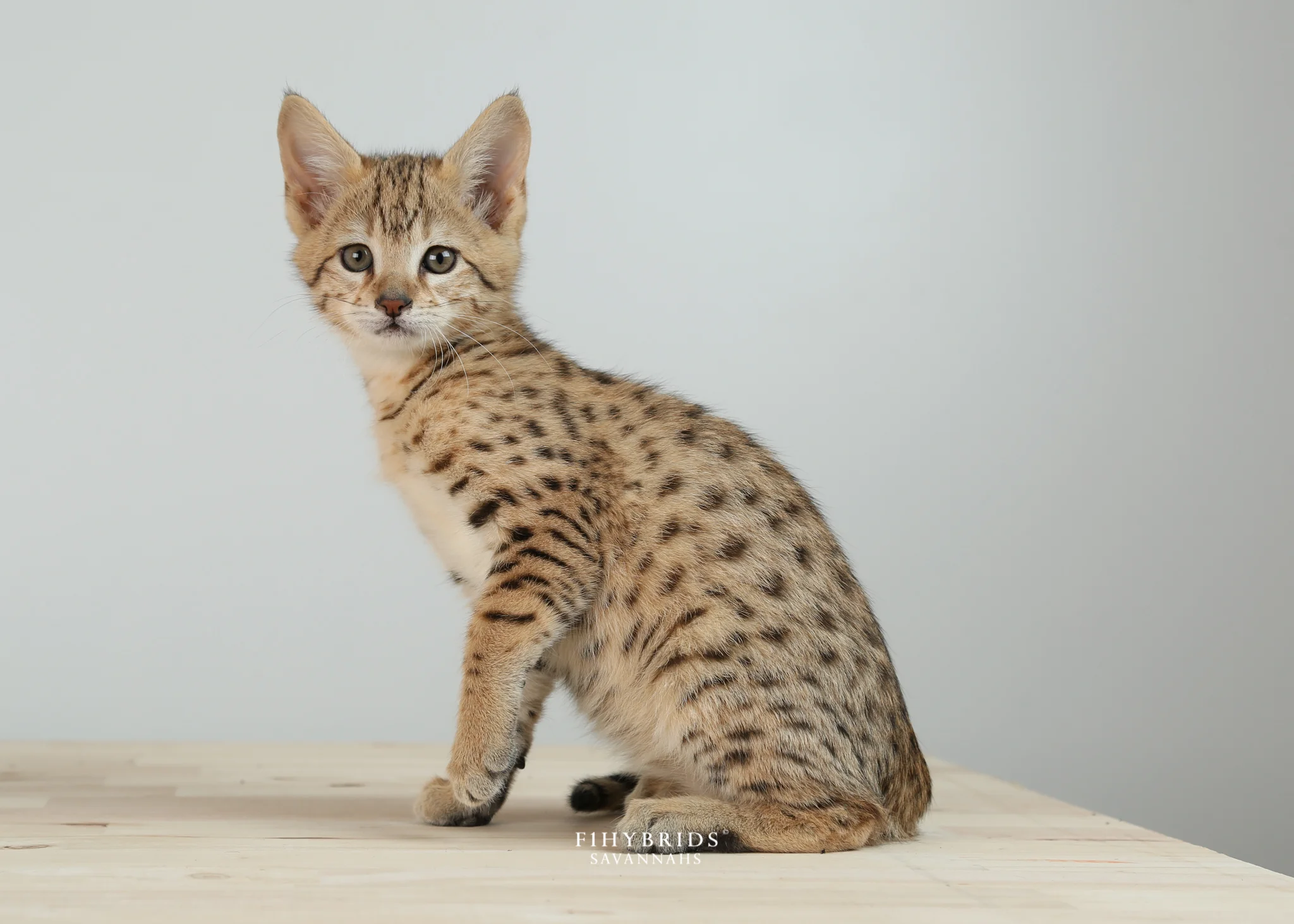 Hestia - F2 Savannah Kitten
