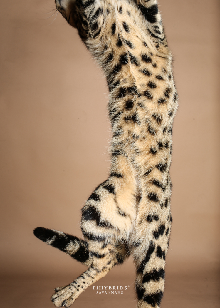 best toys for savannah cats