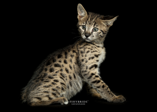 Romeo.small-10.jpg