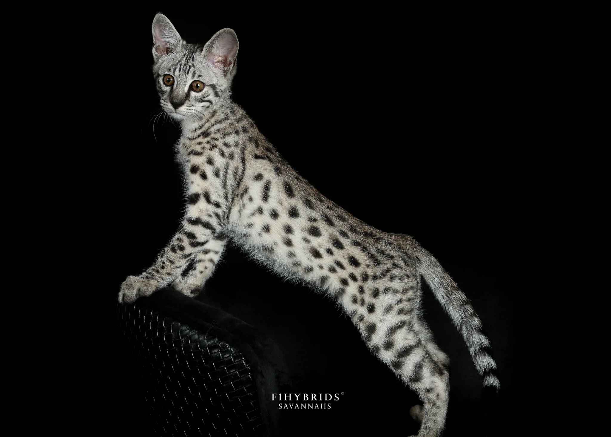 Romeo - F2 Savannah Kitten