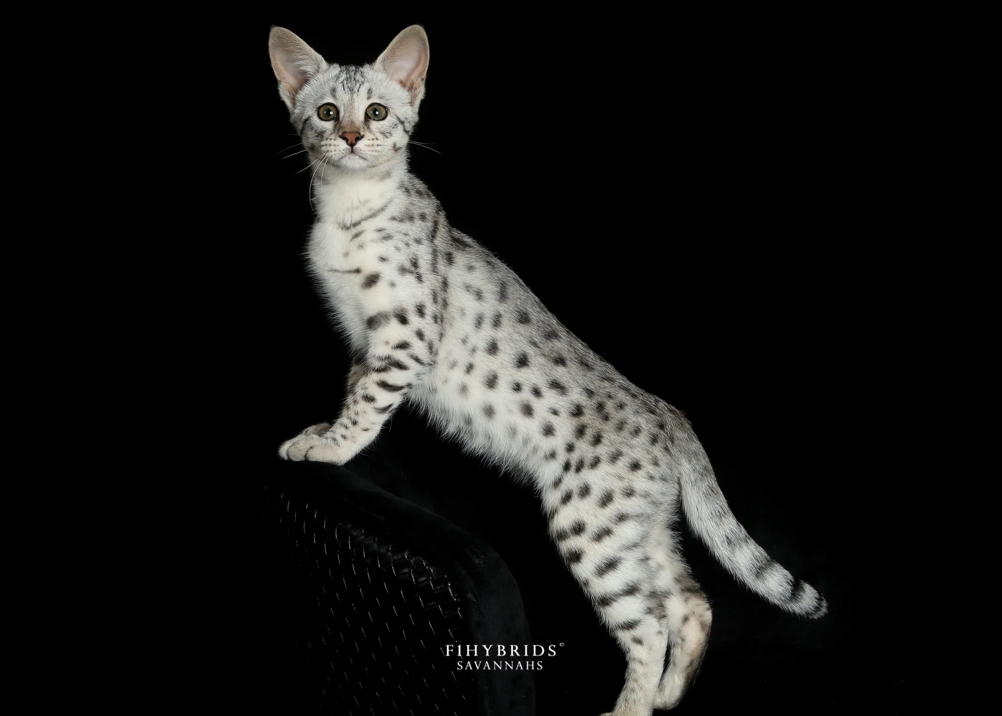 Juliet - F2 Savannah Kitten