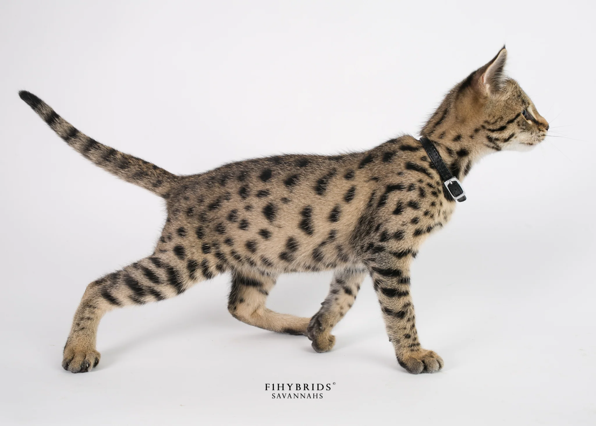 Woodrow - F2 Savannah Kitten