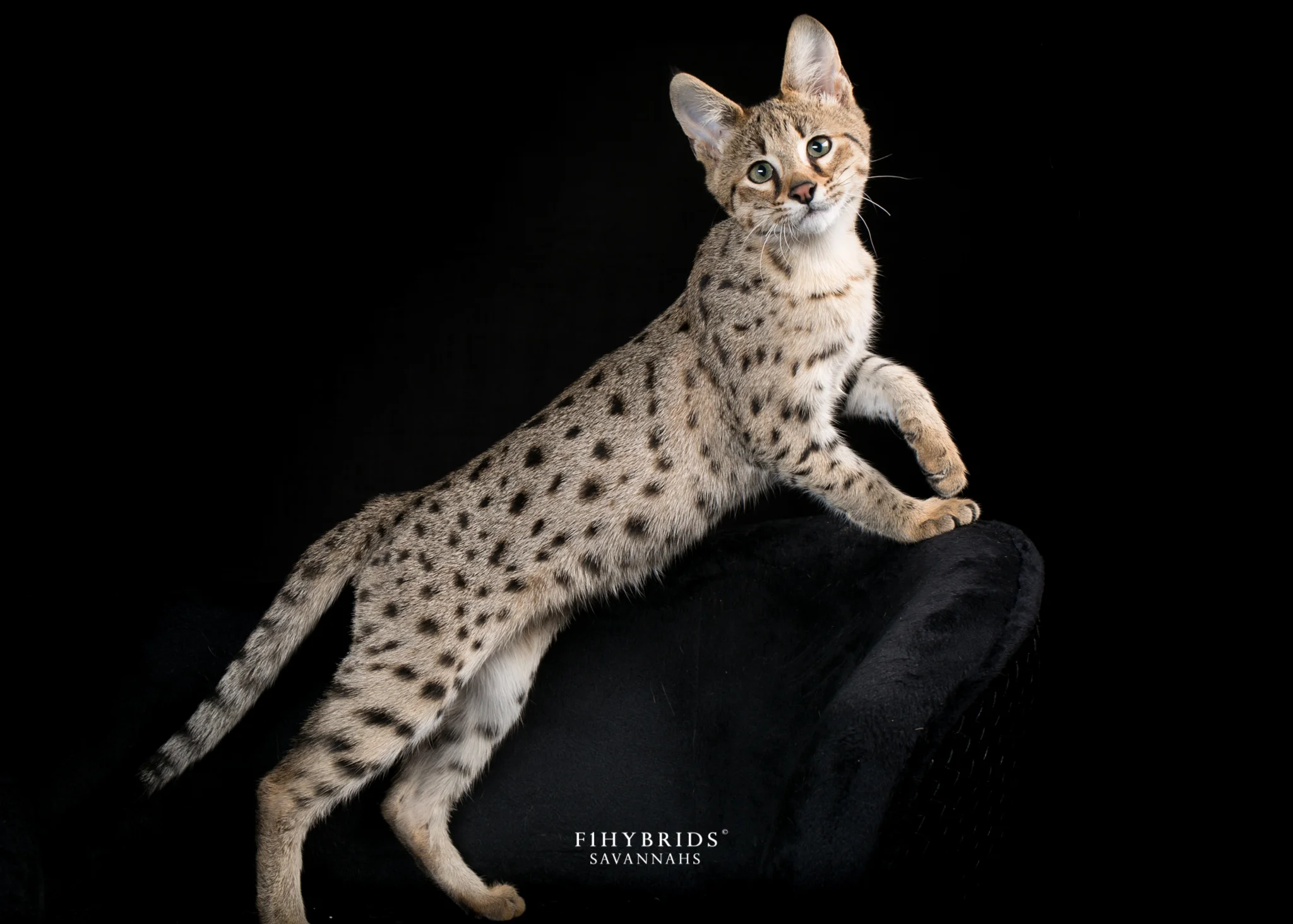 July Johnson - F2 Savannah Kitten