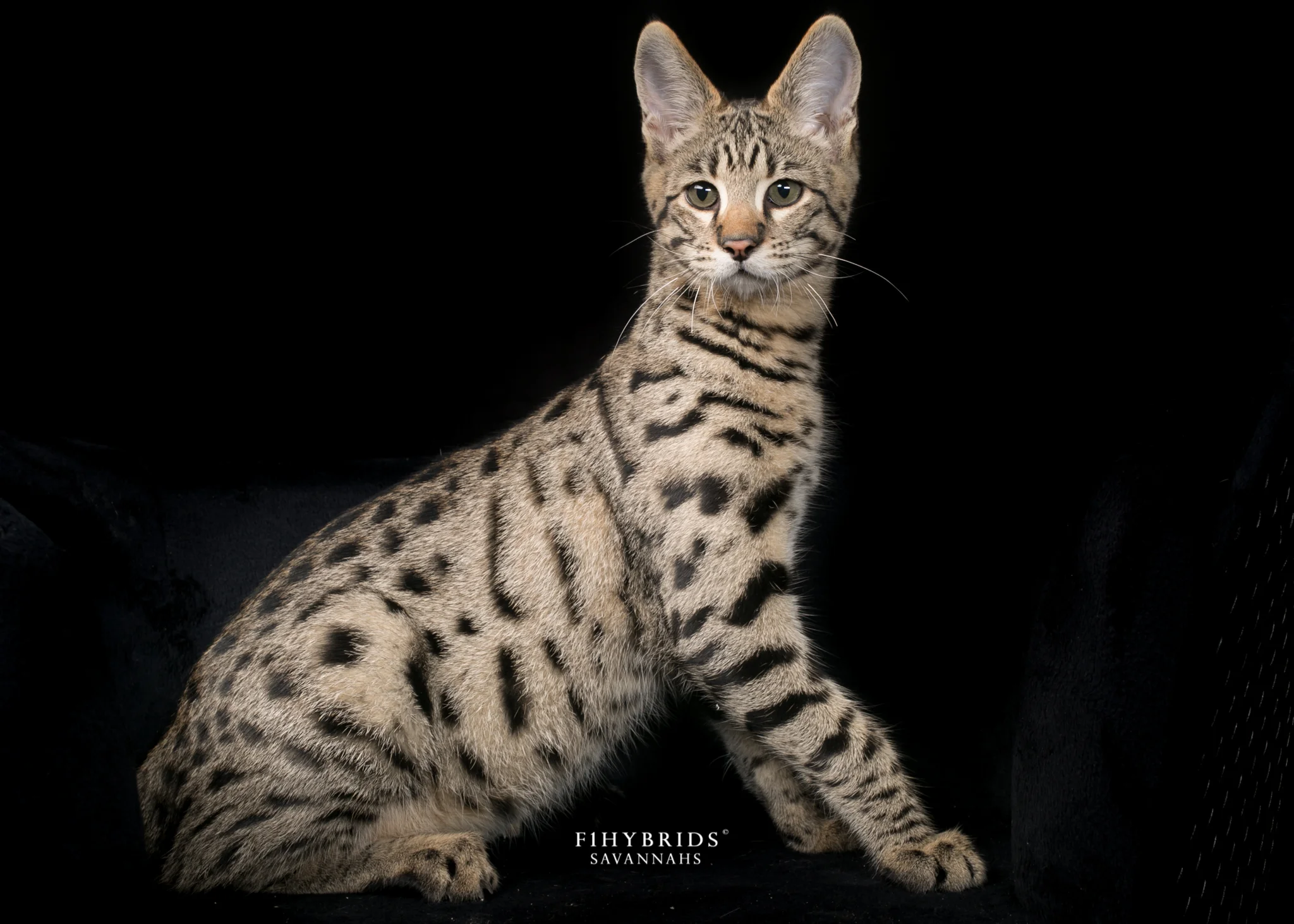 Moose - F2 Savannah Kitten