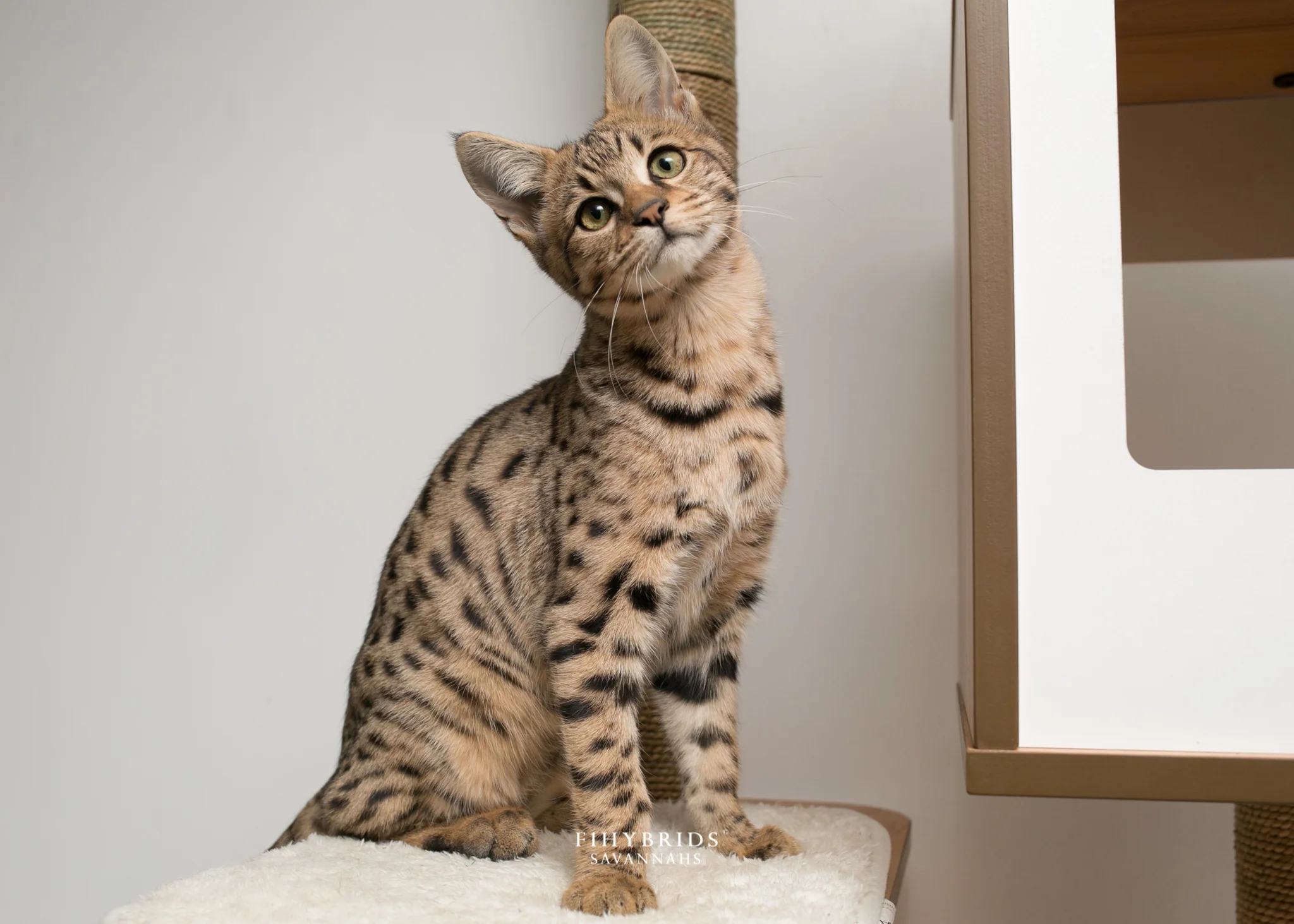 Bambi - F2 Savannah Kitten