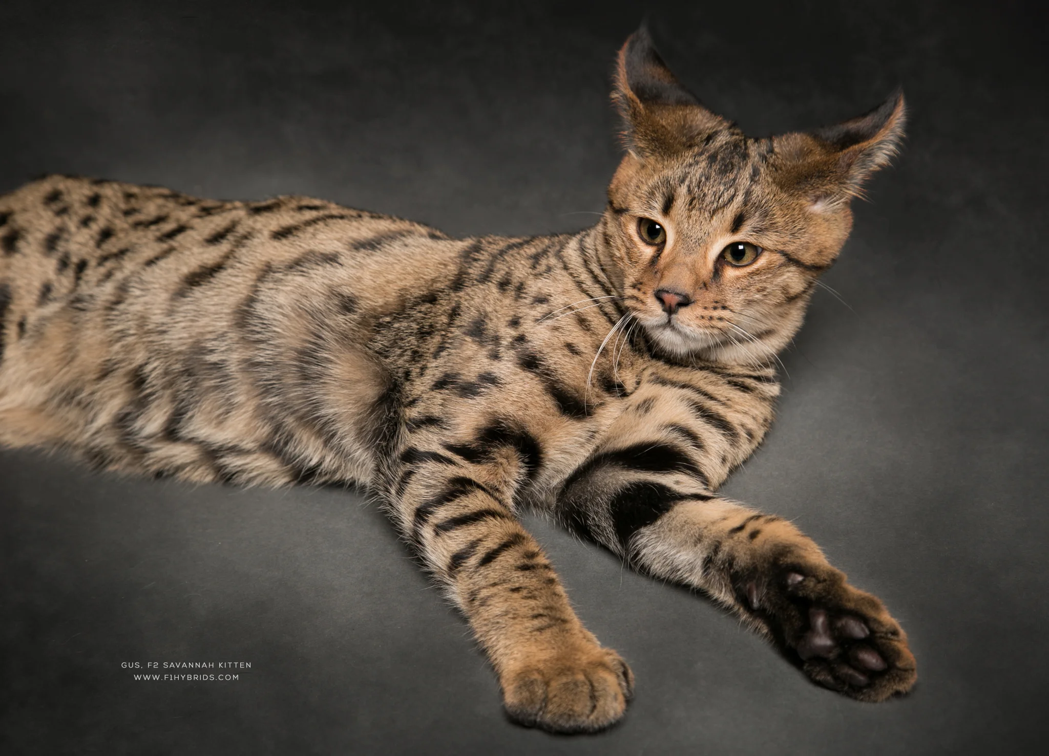 Gus - F2 Savannah Kitten