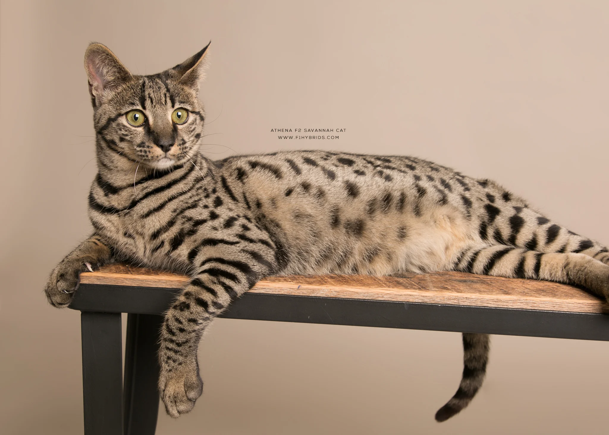 Athena - F2 Savannah Kitten