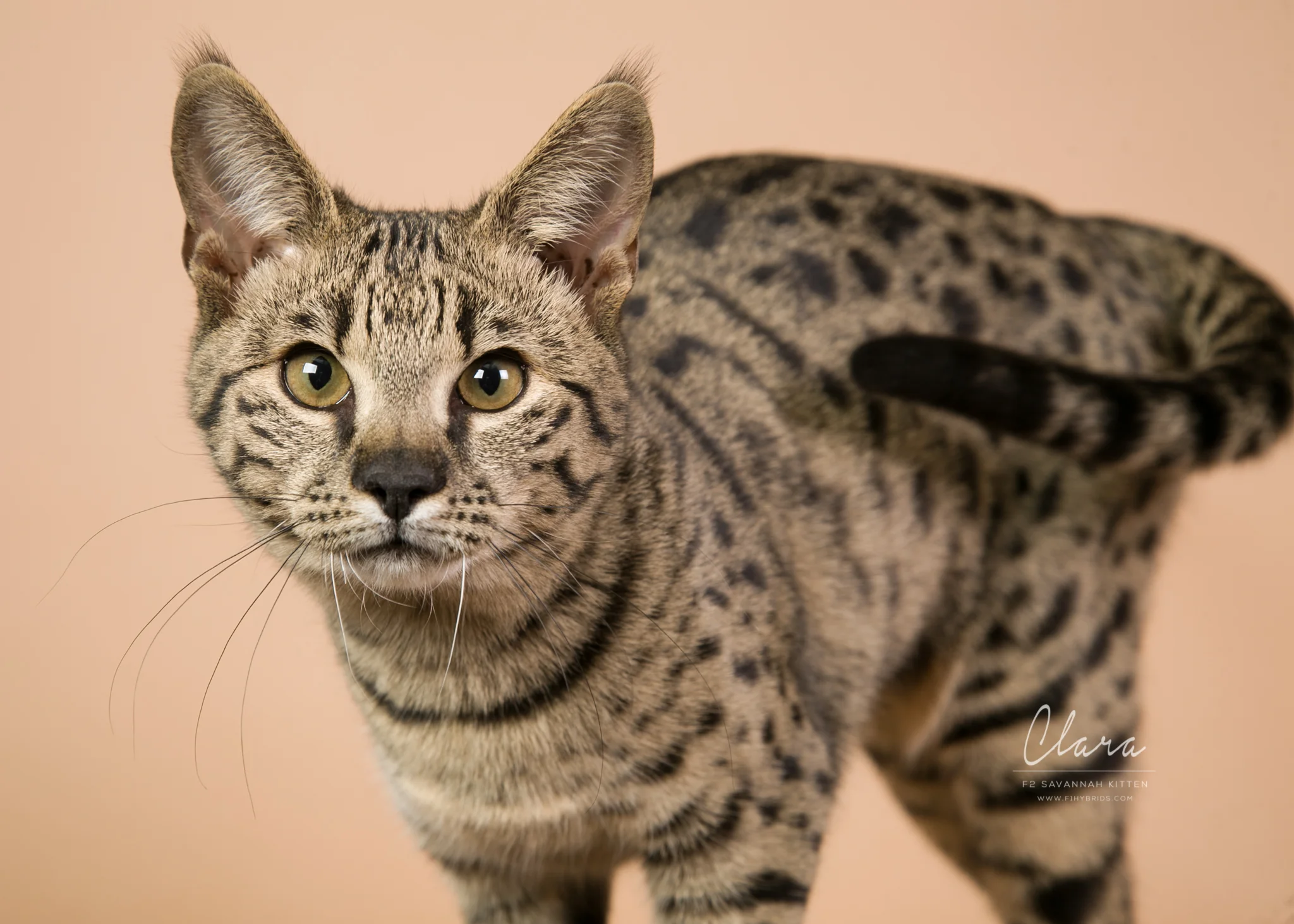 Clara Allen - F2 Savannah Kitten