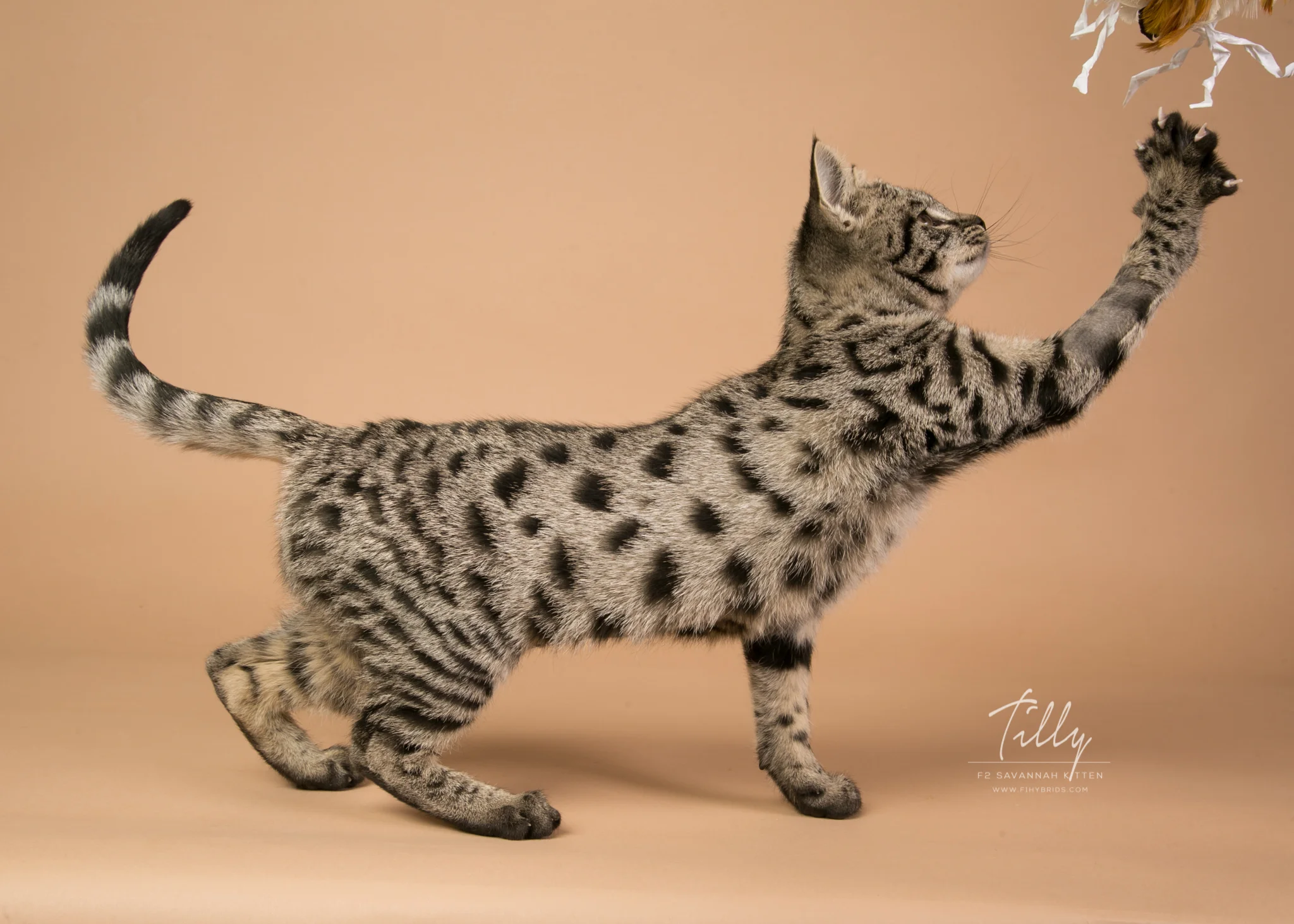 Tilly - F2 Savannah Kitten