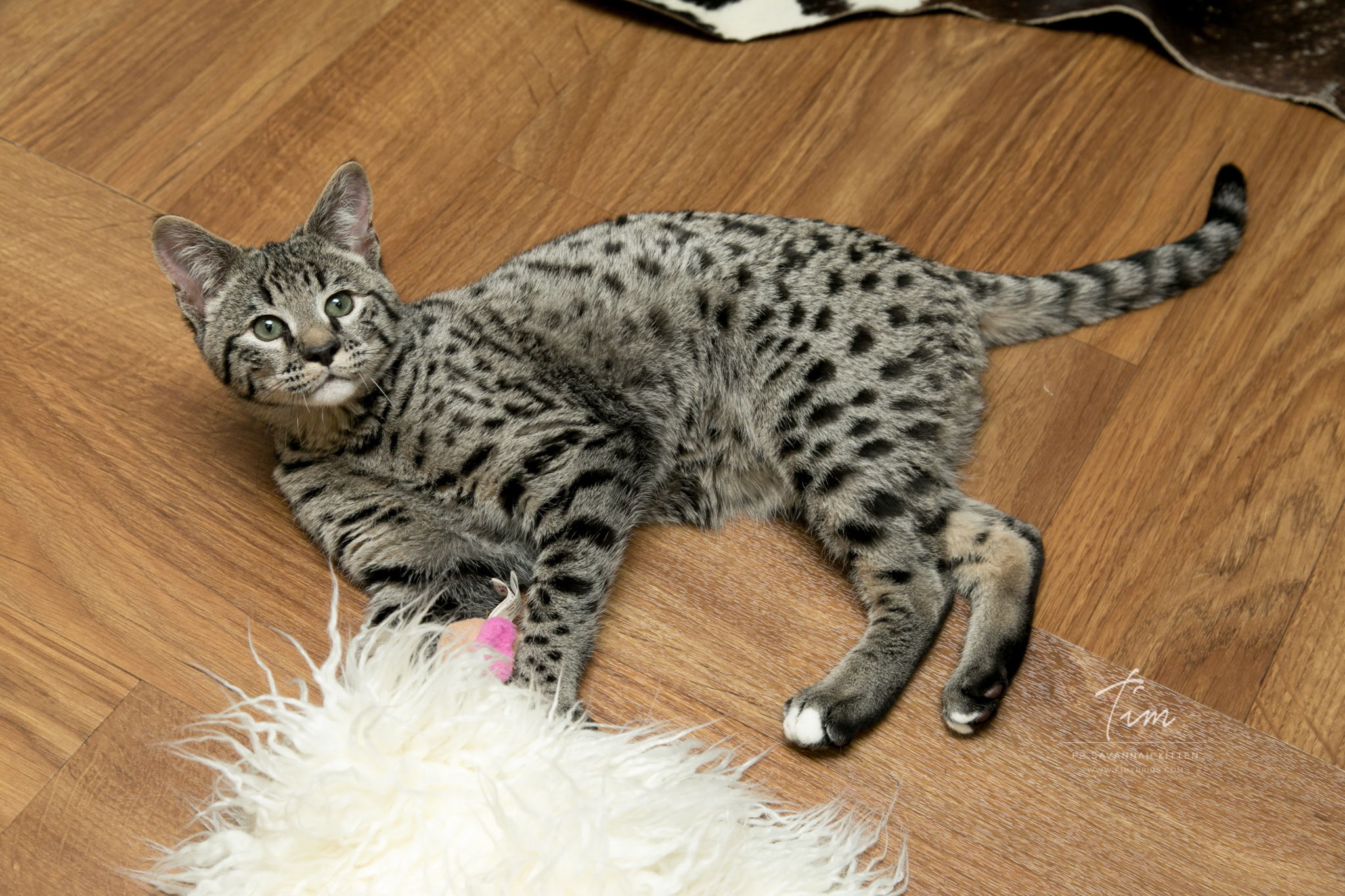 Tim - F2 Savannah Kitten