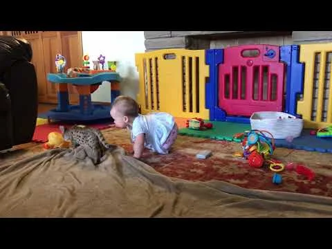 Baby playing with F2 Savannah kitten, Alexander (Copy)