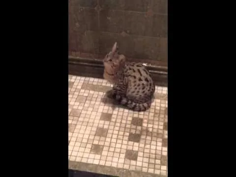 F1 Savannah Cat In the Shower (Copy)
