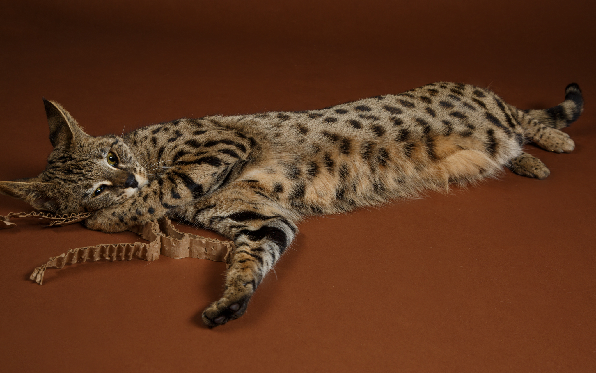 Savannah Cat