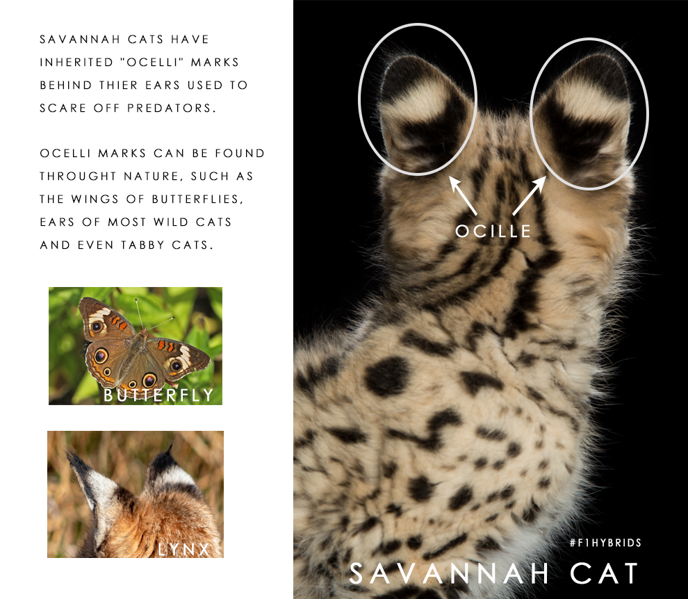 Savannah Cat Chart