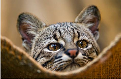 safari cat cena