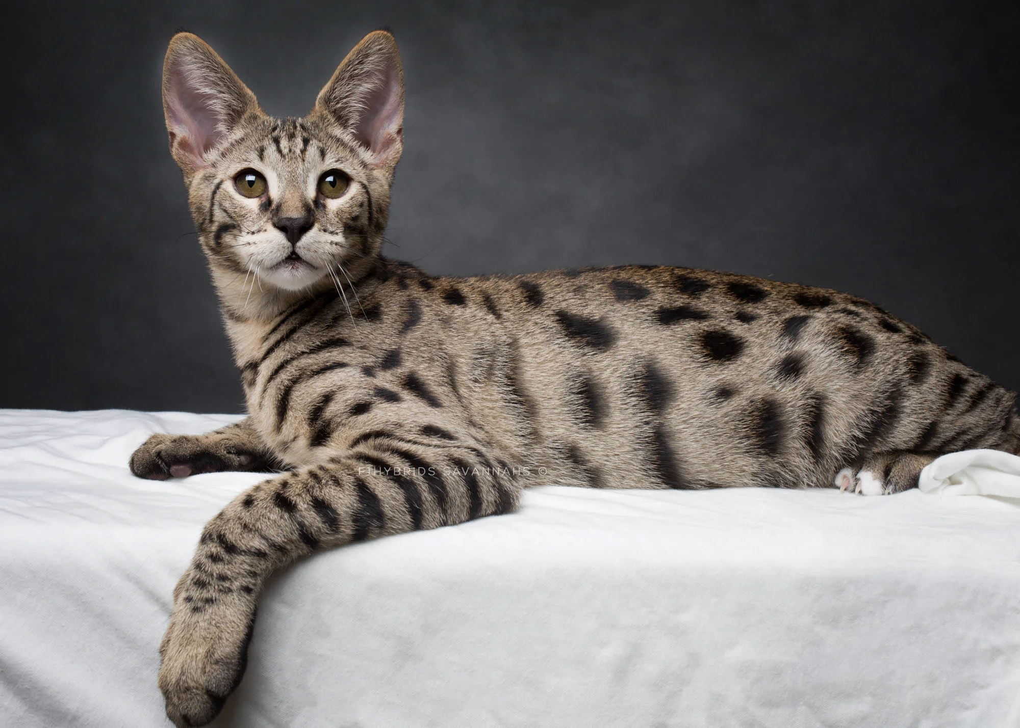 Cole - F2 Savannah Kitten